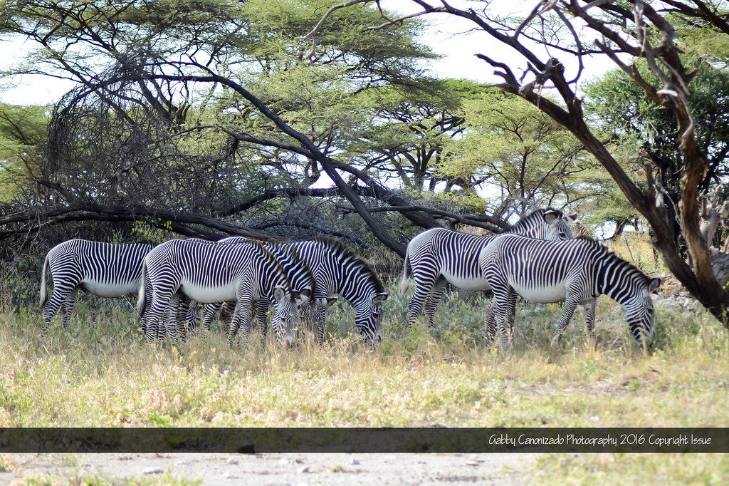 The Samburu Success Story (image credits: flickr)
