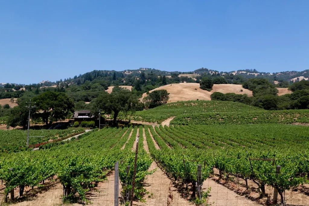 Wine country redrawing itself in California (Image Credits: Rawpixel)
