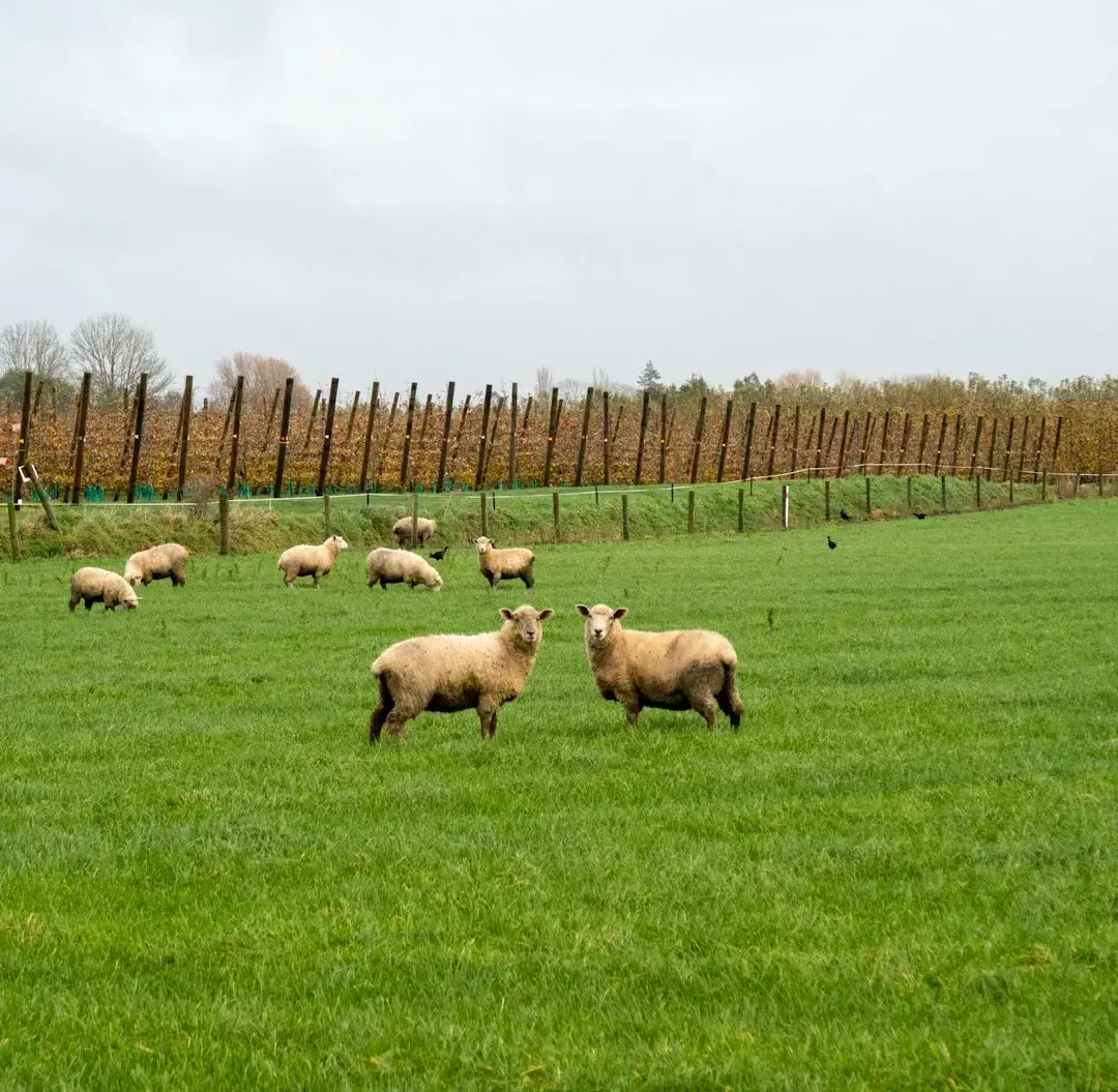 Canadian Farmland Values Keep Climbing (Image Credits: Unsplash)
