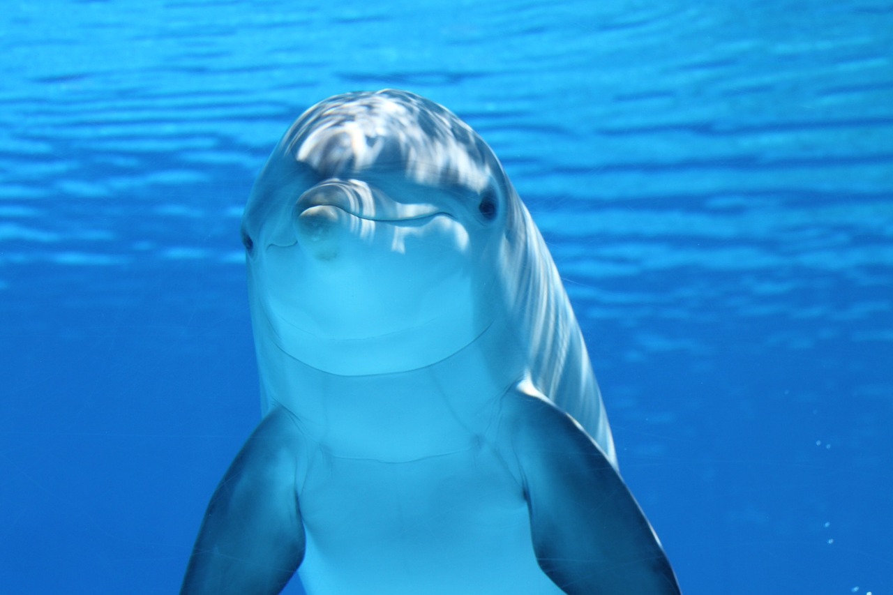 The Influence of Marine Life on Climate (image credits: pixabay)