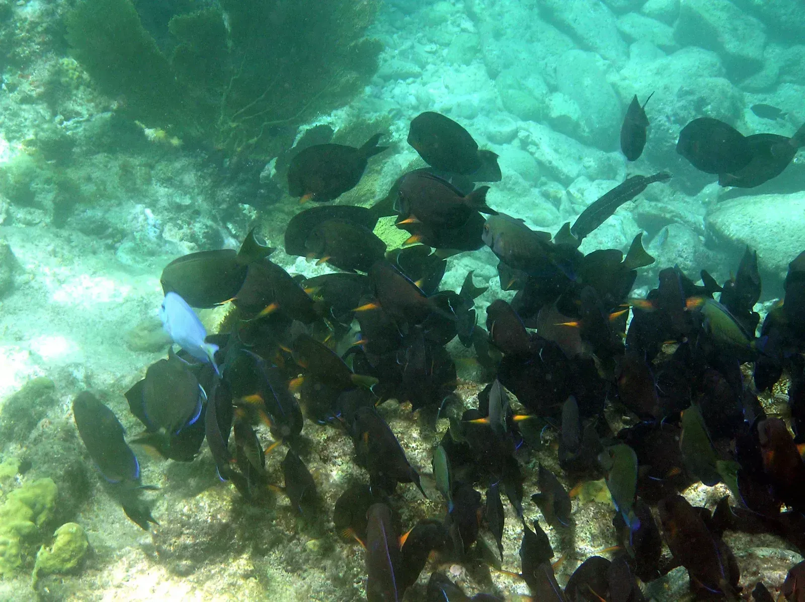 Grenada and Saint Lucia: insuring the reef itself (By Stefan_und_Bille, CC BY-SA 3.0)