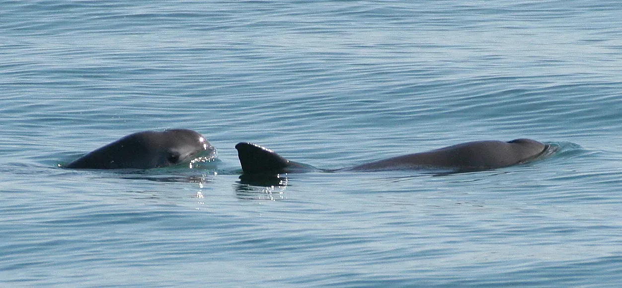 The Vaquita's Shrinking Gulf Habitat (By Paula Olson, NOAA, Public domain)