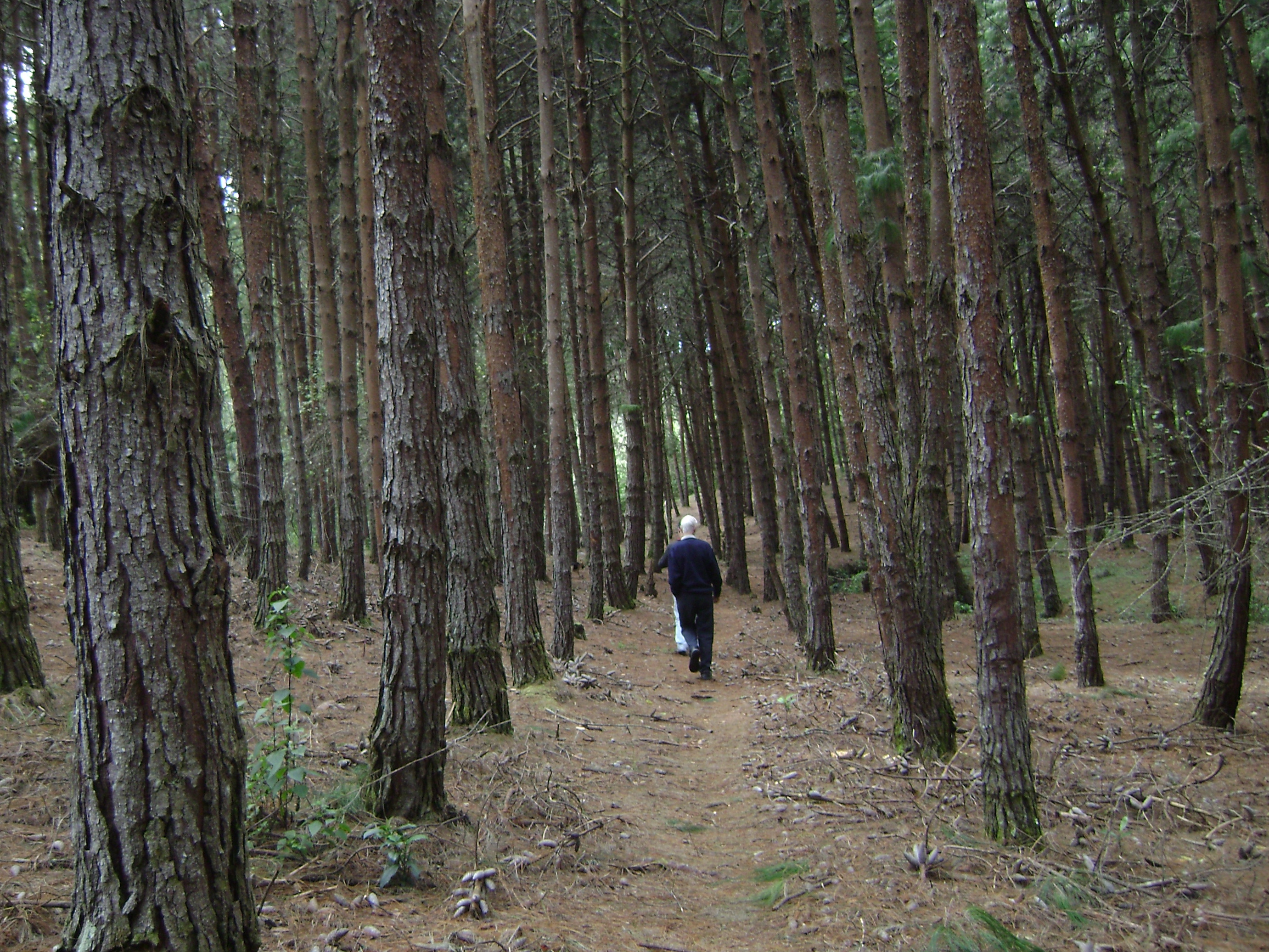 Massive Reforestation Projects: The Monoculture Mirage (image credits: wikimedia)