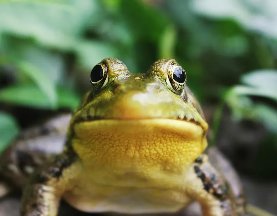 Amphibian Declines in Fragmented Landscapes (Image Credits: Unsplash)