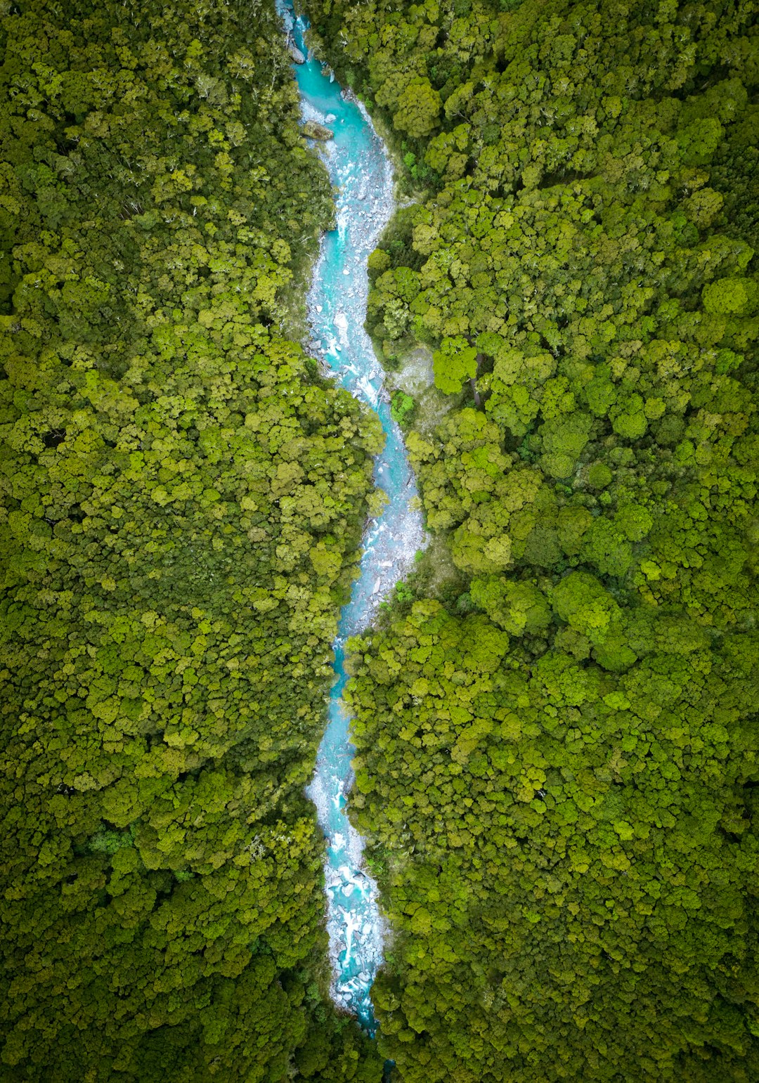 Isotopes Reveal the Forest's Fingerprint in Every Raindrop (image credits: unsplash)