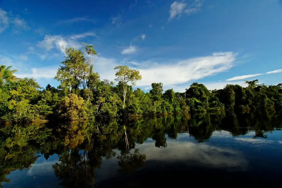 2. The Congo Basin Rainforest (Image Credits: Pexels)
