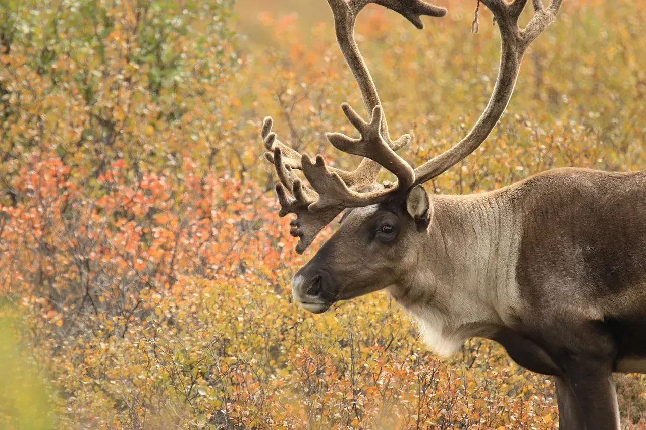 Caribou, Maine (Image Credits: Pixabay)