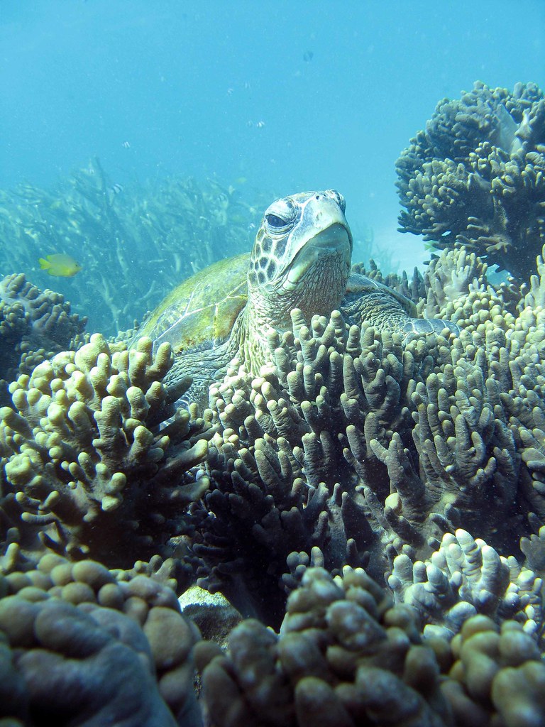 Australia’s Other Great Reef (image credits: flickr)