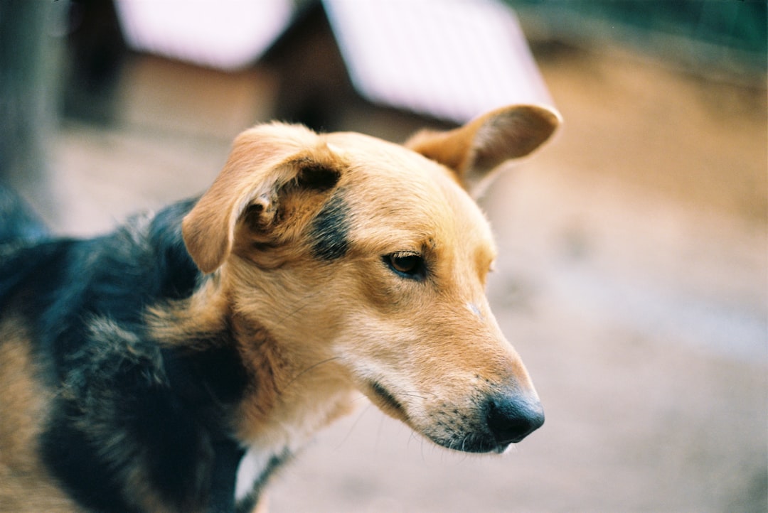 Forced Moves Break Up Pet Families (image credits: unsplash)