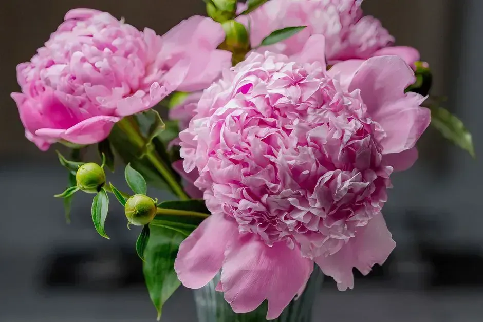 2. Peonies (Image Credits: Pexels)
