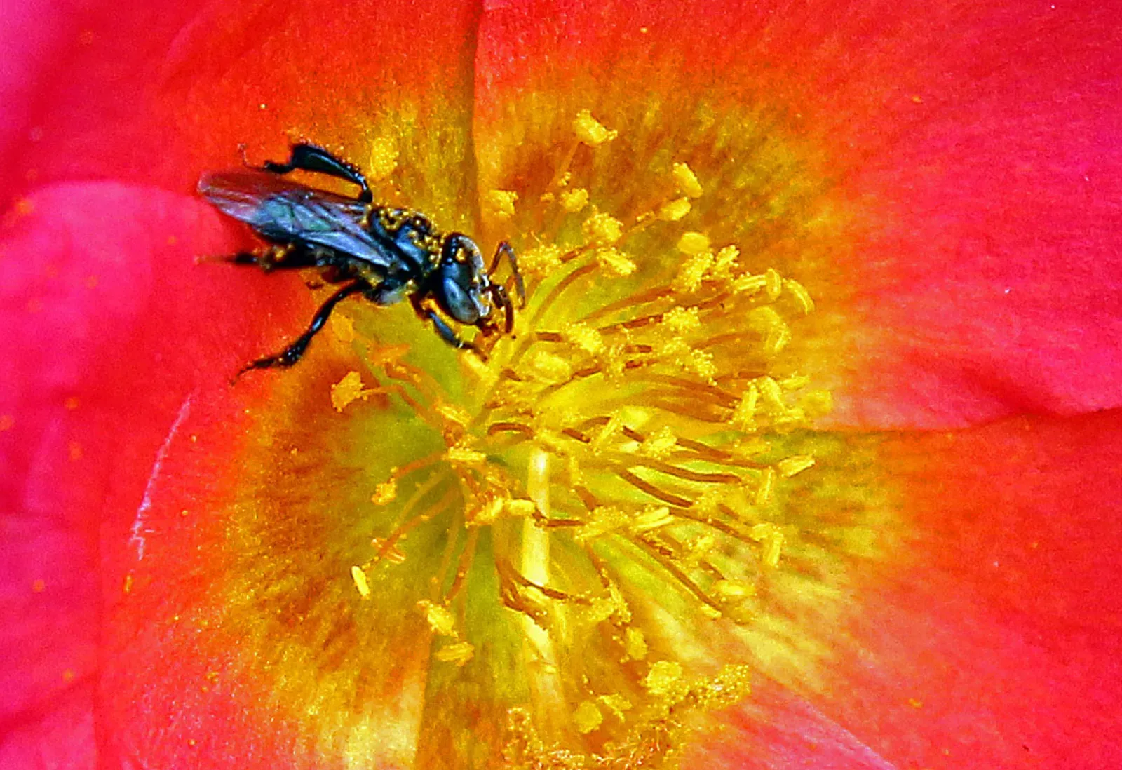 Pollen concentrations themselves are climbing, not just the timing (By Surohit, CC BY 4.0)