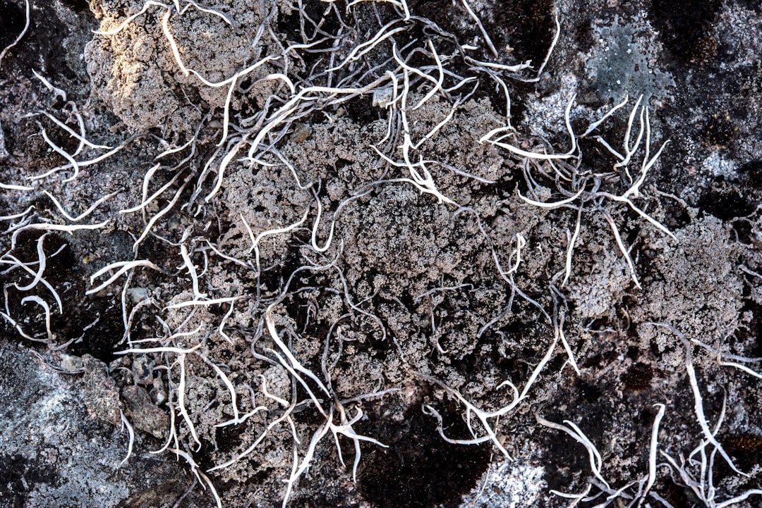 The Underground Ecosystem That Powers Food Production (image credits: unsplash)