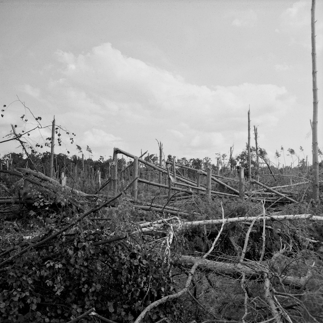 The 1936 Tupelo Tornado: Young Elvis Presley's Brush with Death (image credits: unsplash)