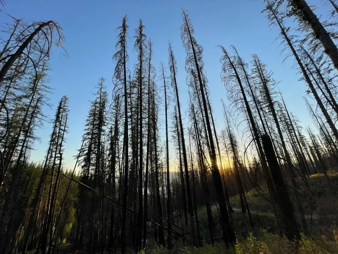 5. Montana (Image Credits: Unsplash)