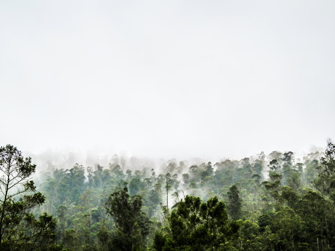 Thunderstorms Act Like Nature's Vacuum Cleaners (image credits: unsplash)
