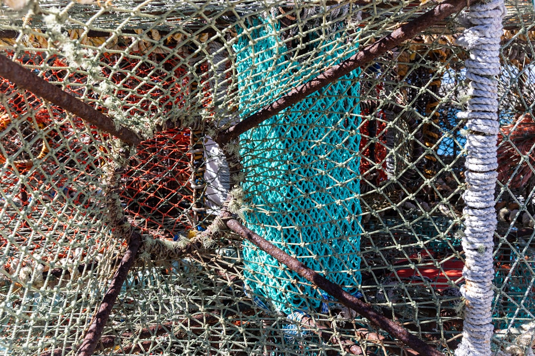 Cutting Bycatch Saves Both Species and Money (image credits: unsplash)