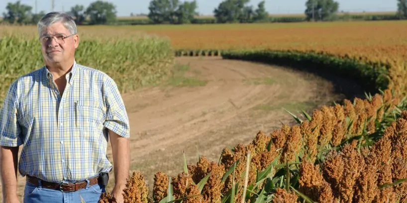 4. Grain Sorghum (Image Credits: Flickr)