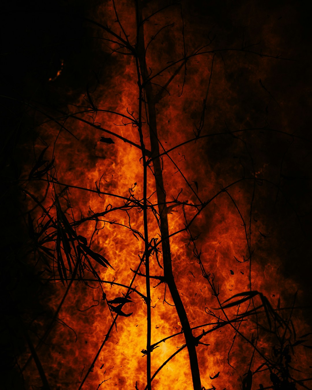 Fires Close In on Bursa, Prompting Mass Evacuations (image credits: unsplash)