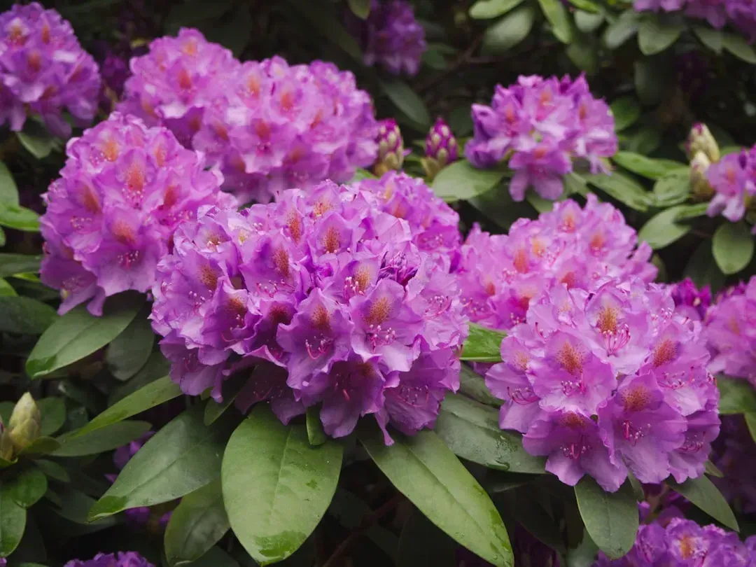6. Rhododendrons and azaleas (Image Credits: Unsplash)