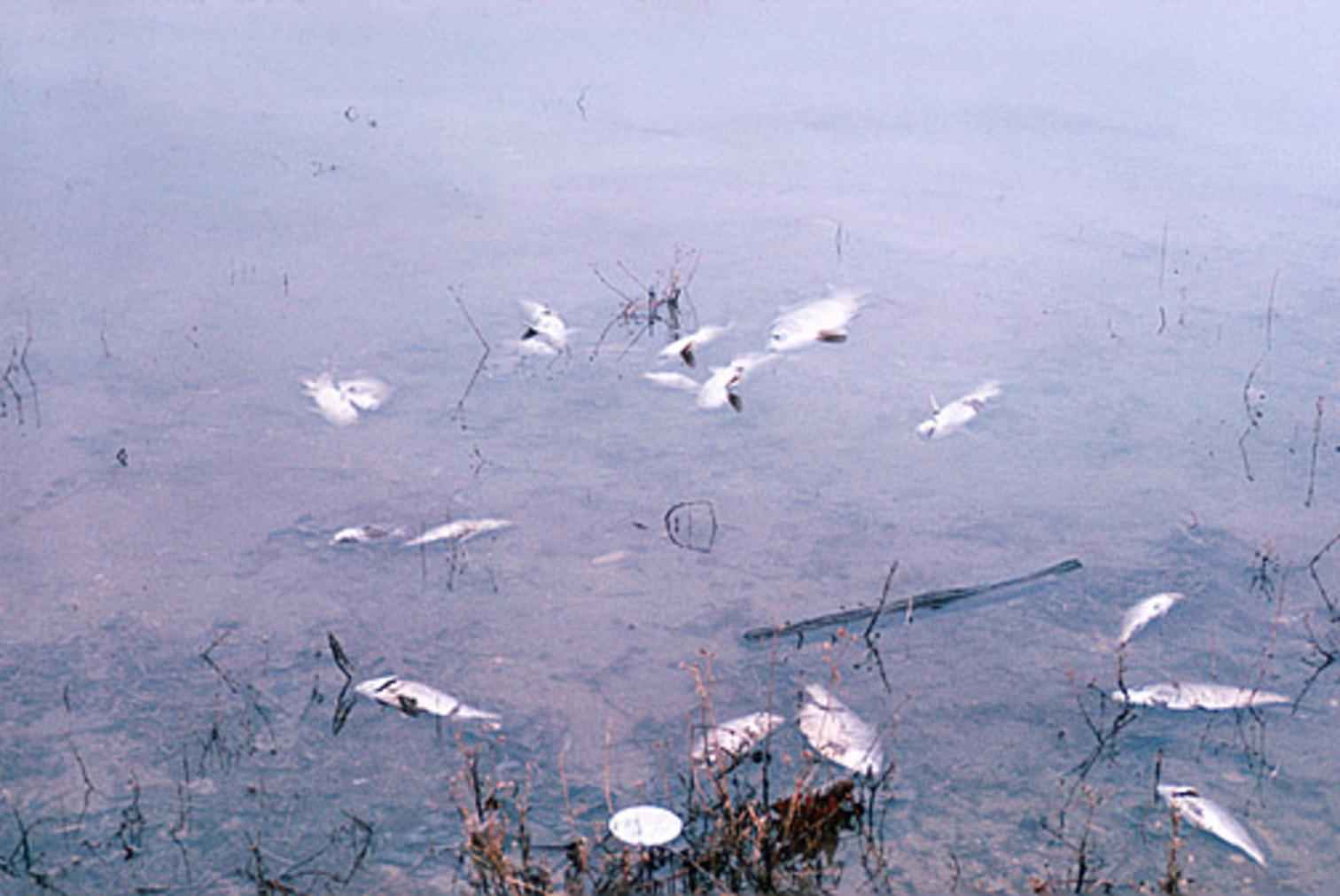 Surfactants From Household Cleaners Disrupt Aquatic Ecosystems (Image Credits: Wikimedia)