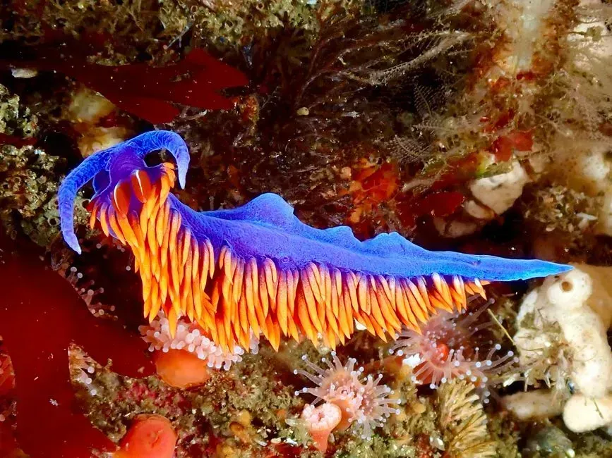 Nudibranch (Image Credits: Pexels)