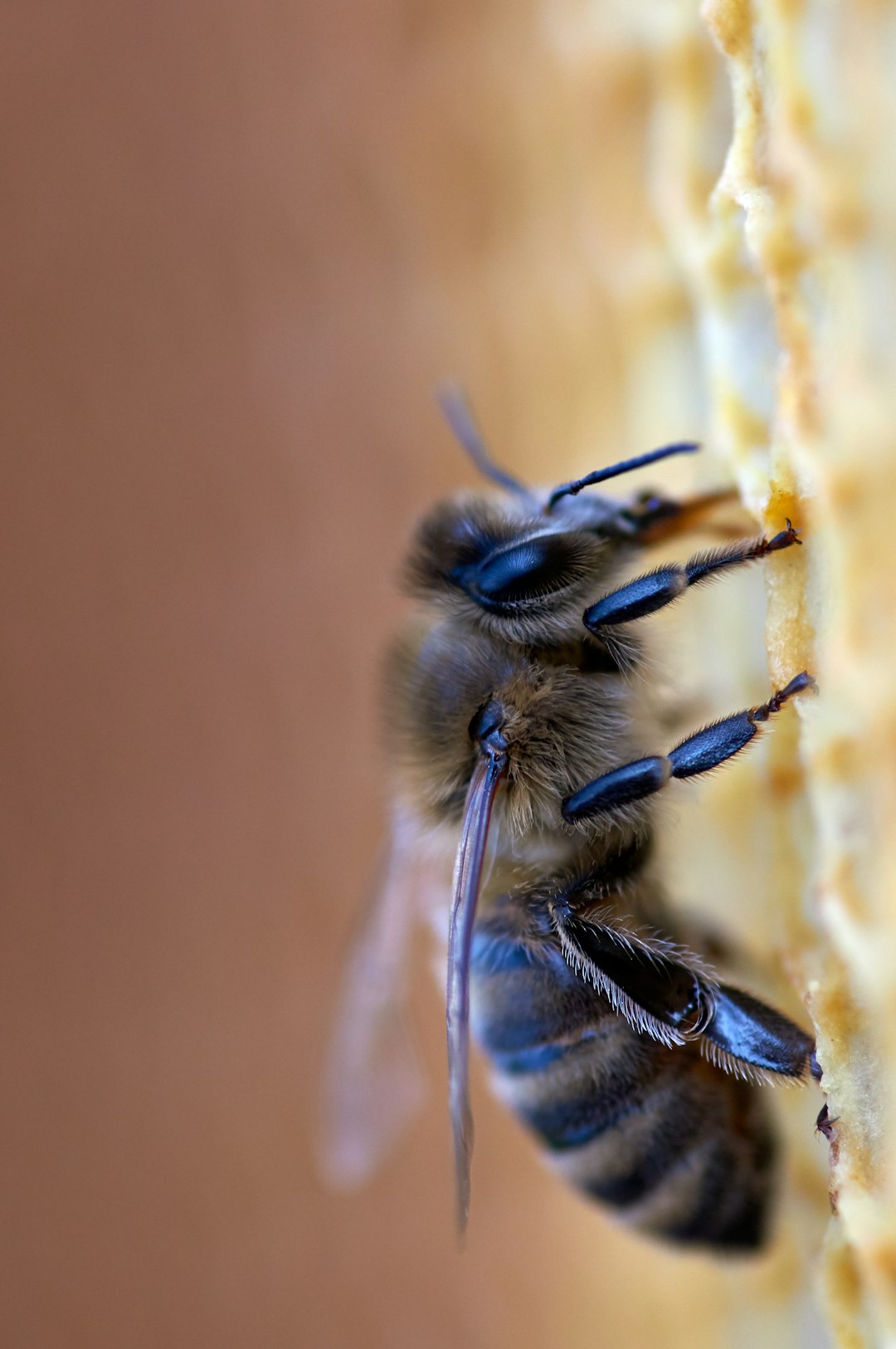 The Varroa Mite - Public Enemy Number One (image credits: unsplash)