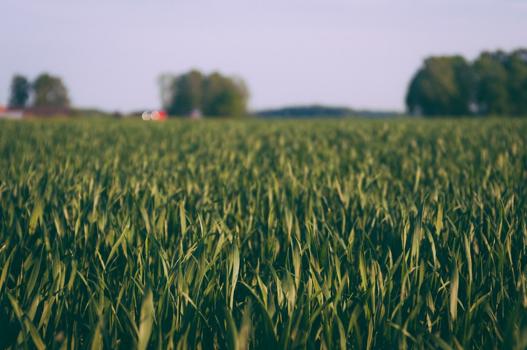 Crop Insurance Systems Strain Under Mounting Weather Losses (image credits: unsplash)