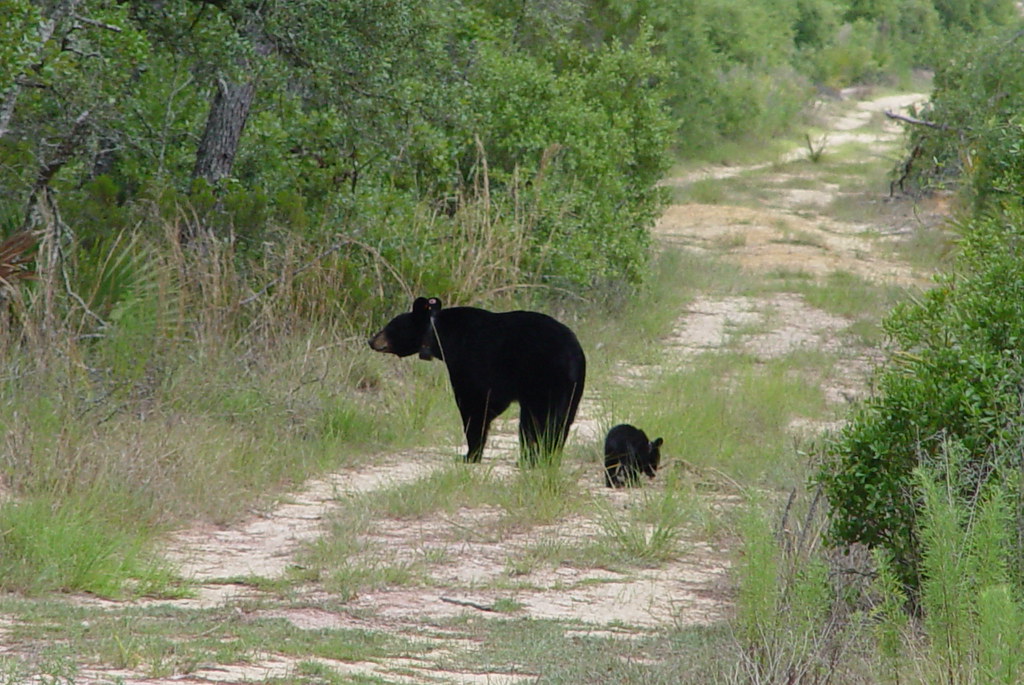 Historical Context: From Abundance to Near Extinction (image credits: flickr)