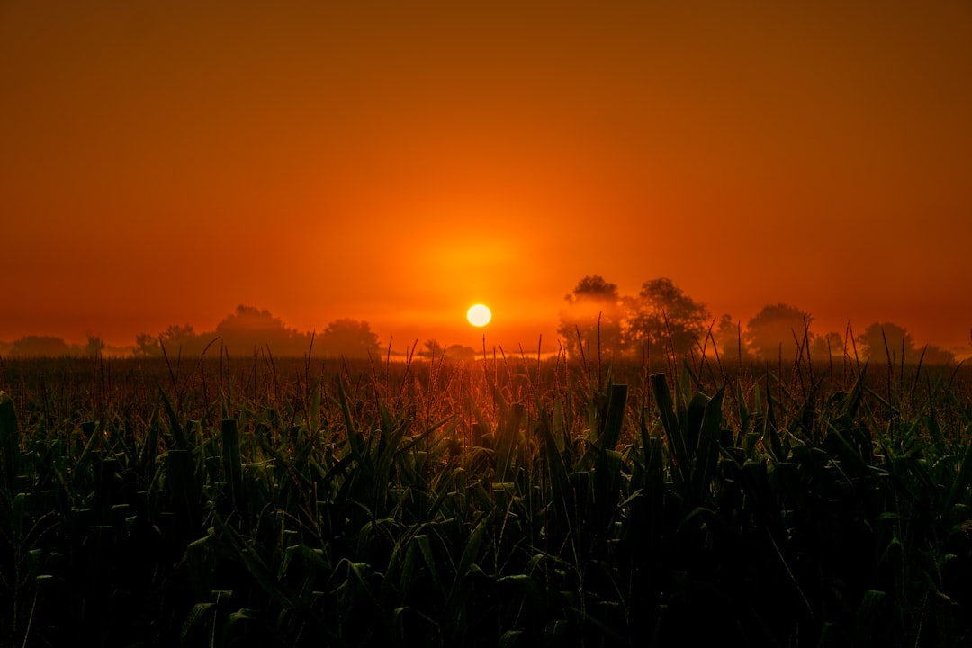 The Trend Continues Until Harvest (image credits: unsplash)