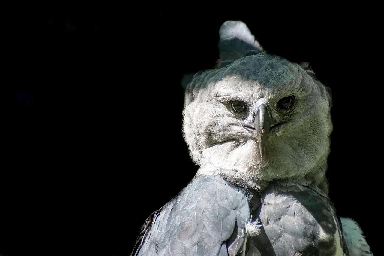 3. Harpy Eagle: Pushed Out of Deforested Canopies (Image Credits: Pixabay)
