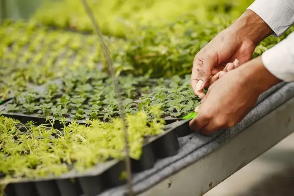 Gardening now feels like an active response rather than a routine (Image Credits: Pexels)