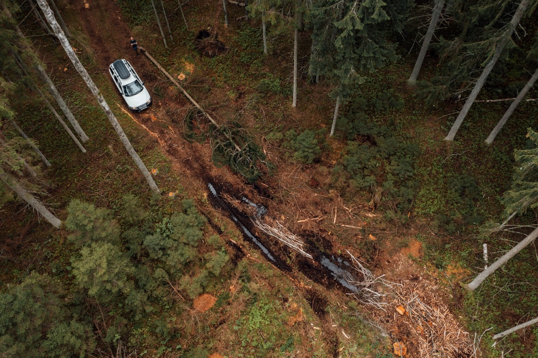 The Cost of Roads and Logging (image credits: unsplash)