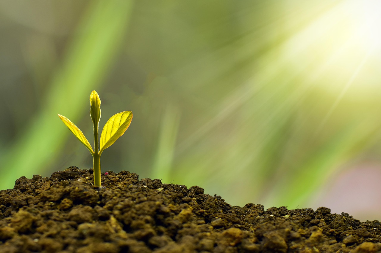 Challenges and Future Outlook (image credits: pixabay)