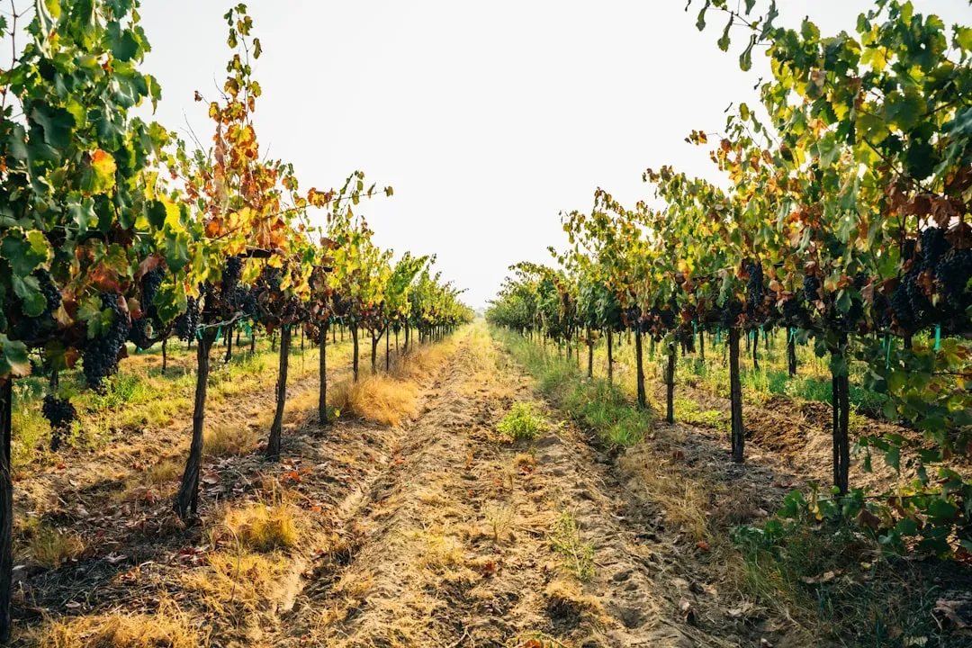 Permanent crops face a harder reckoning than row crops (Image Credits: Unsplash)