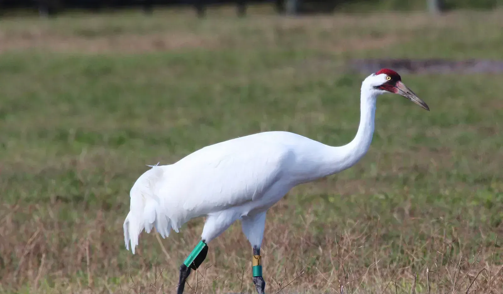 1. Whooping crane (By Sandhillcrane, CC BY-SA 4.0)