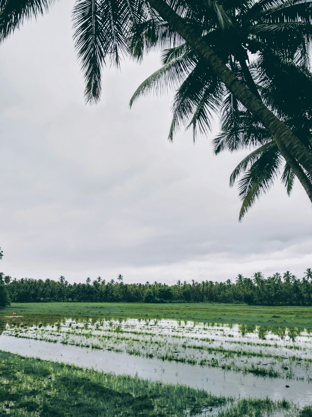 The Future of Food Security Hangs in the Balance (image credits: unsplash)