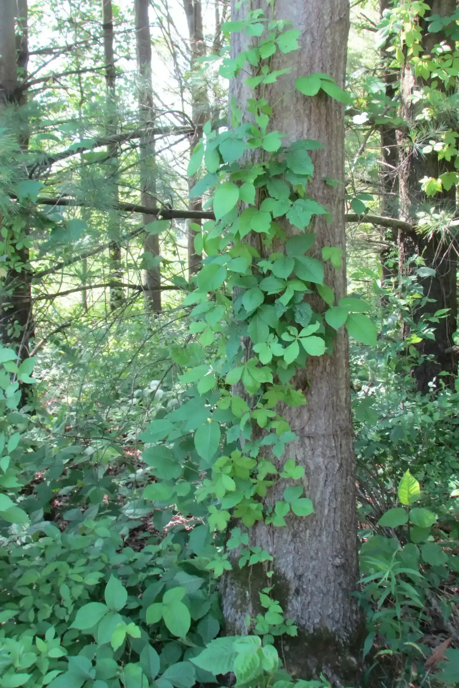 6. Poison Ivy, Poison Oak, and Poison Sumac Vines (By Chris Light, CC BY-SA 4.0)