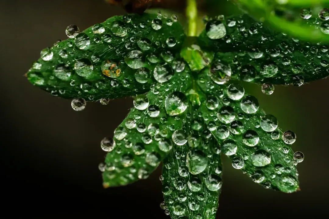 3. Plants Play No Role in Moving Water Into the Atmosphere (Image Credits: Unsplash)