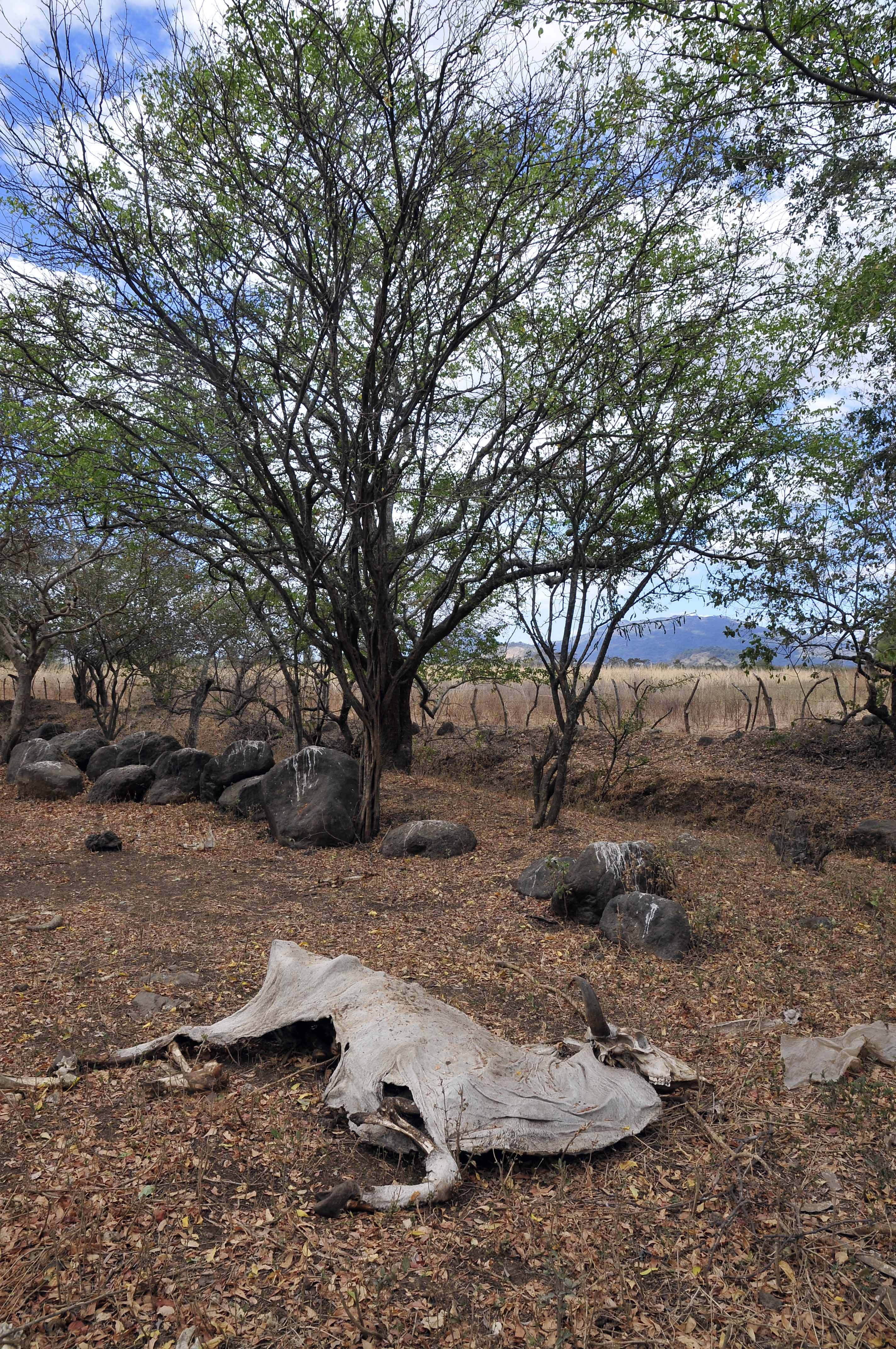 Latin America and the Caribbean: Extreme Weather Threatens Food Supply (image credits: wikimedia)