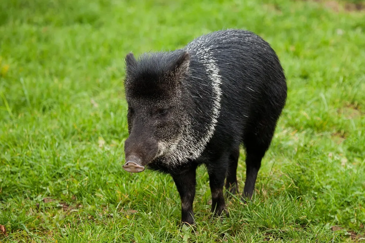 4. White-Lipped Peccary: The Herd That Disappears Without Warning (Image Credits: Pixabay)