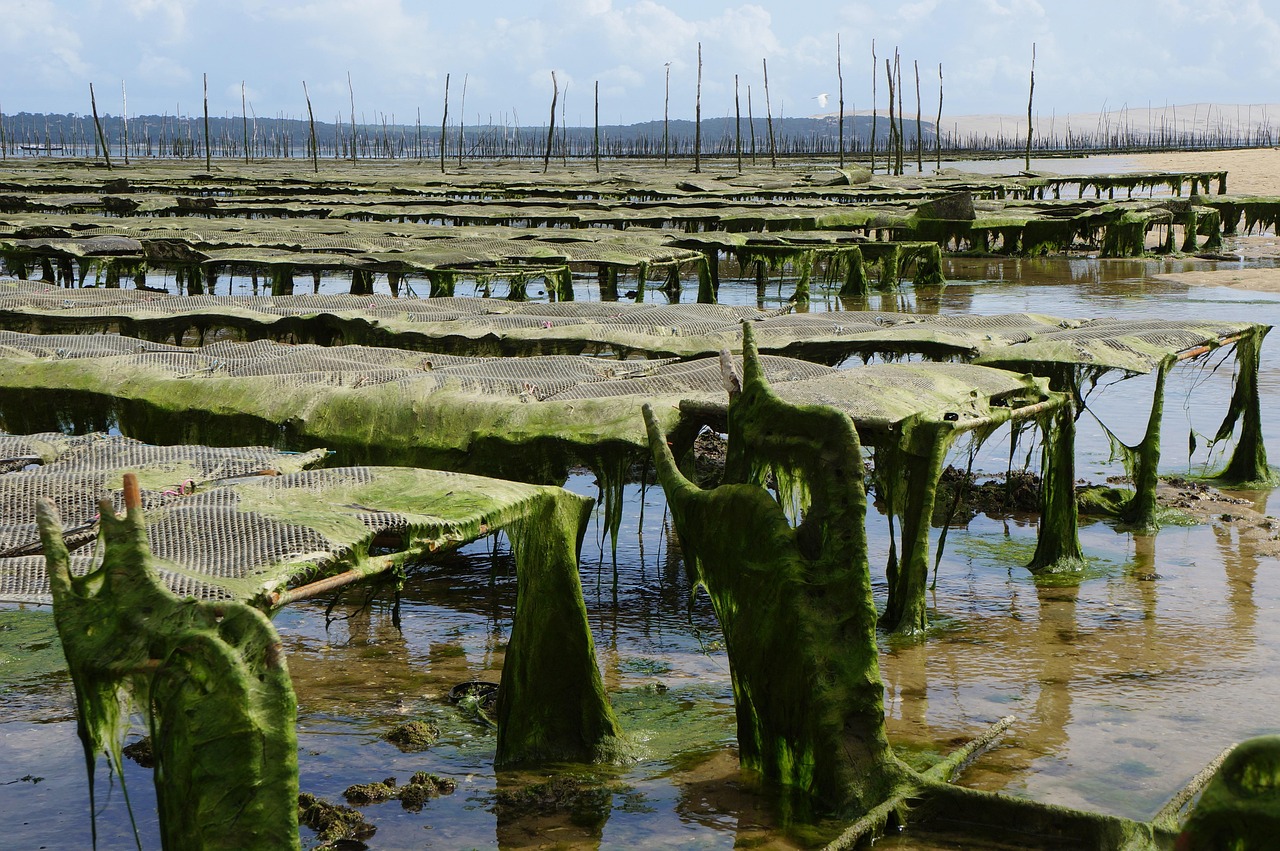 Aquaculture Revolution Reshapes Global Food Systems (image credits: pixabay)