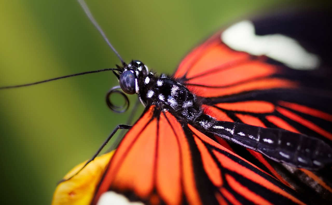 The Hidden Heroes - Wild Pollinators vs. Managed Bees (image credits: pixabay)