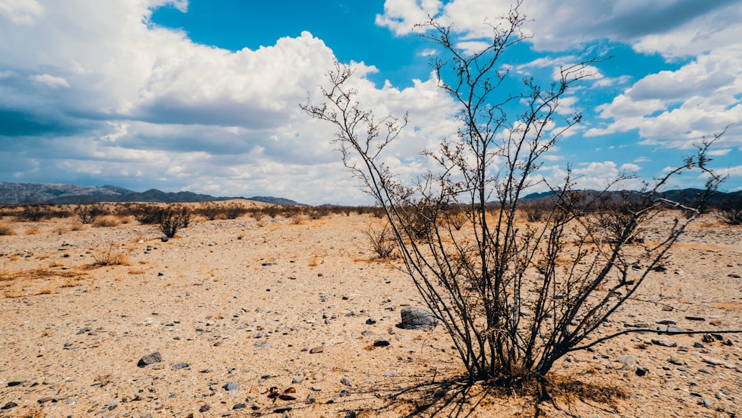New Mexico's Severe Drought Triggers State Emergency (image credits: unsplash)
