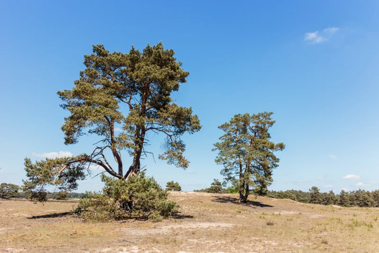 3. Scots pine (Pinus sylvestris) (By Dominicus Johannes Bergsma, CC BY-SA 4.0)