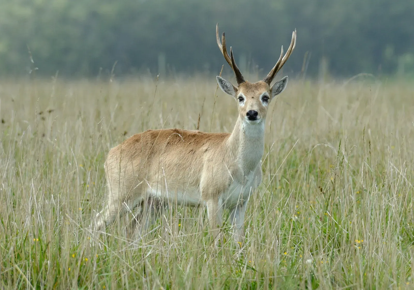 6. Pampas deer (Ozotoceros bezoarticus) (By Fedaro, CC BY-SA 4.0)