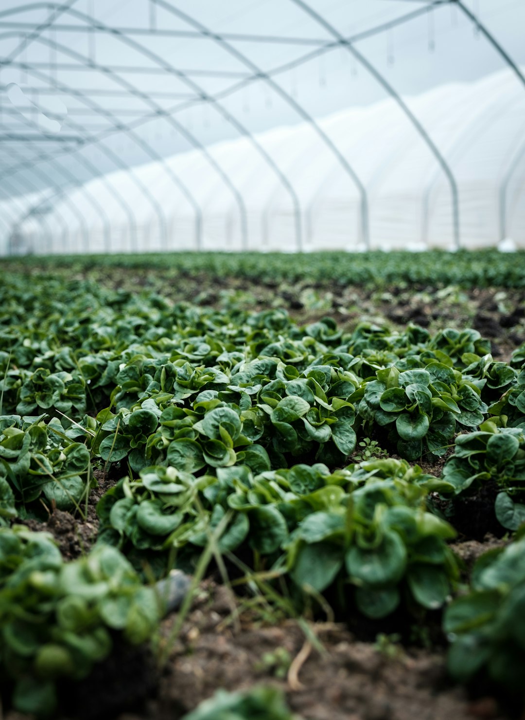 Precision Agriculture and Technology-Enhanced Soil Management (image credits: unsplash)