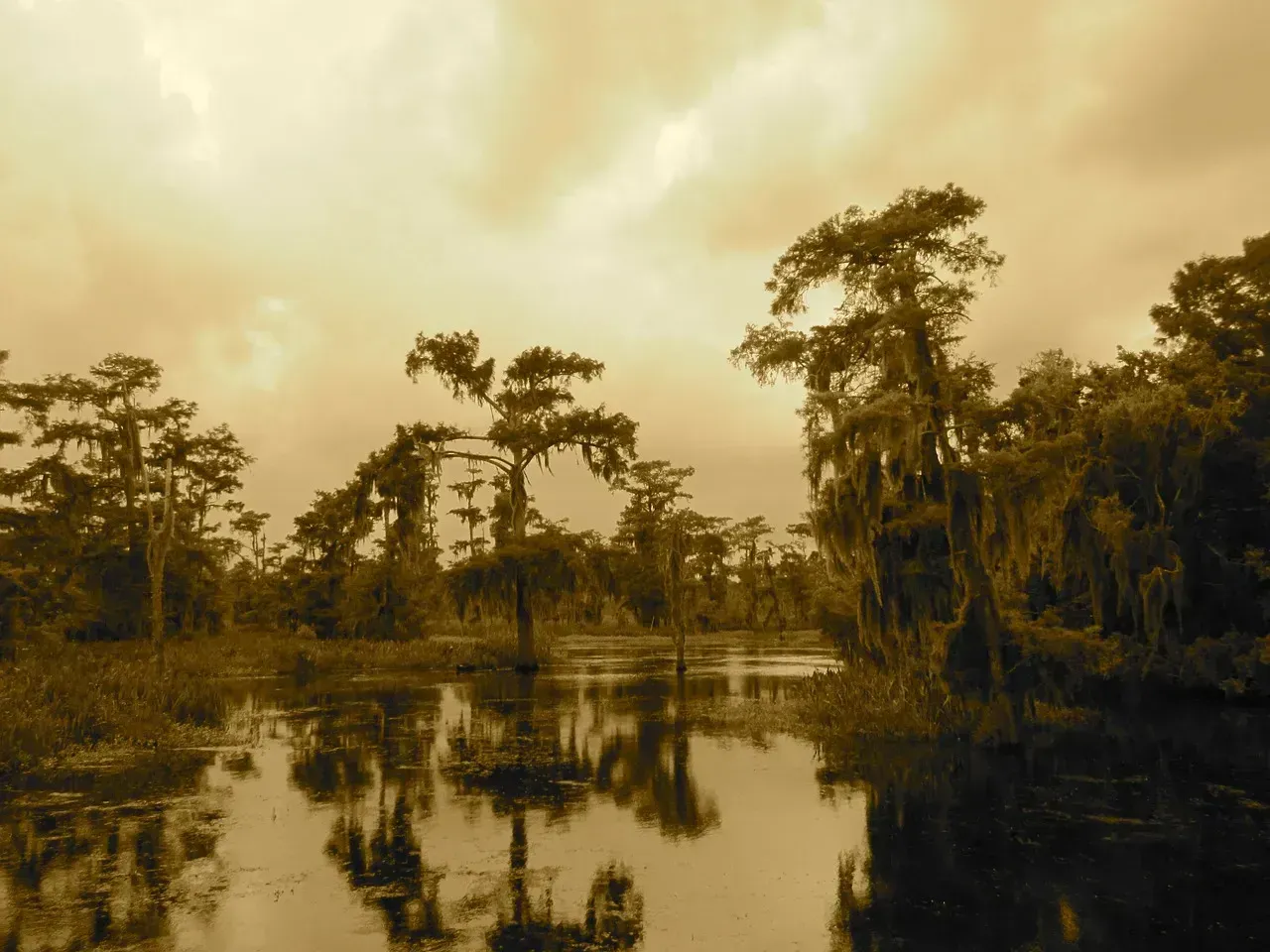 Wetlands Lost, Defenses Weakened (Image Credits: Pixabay)