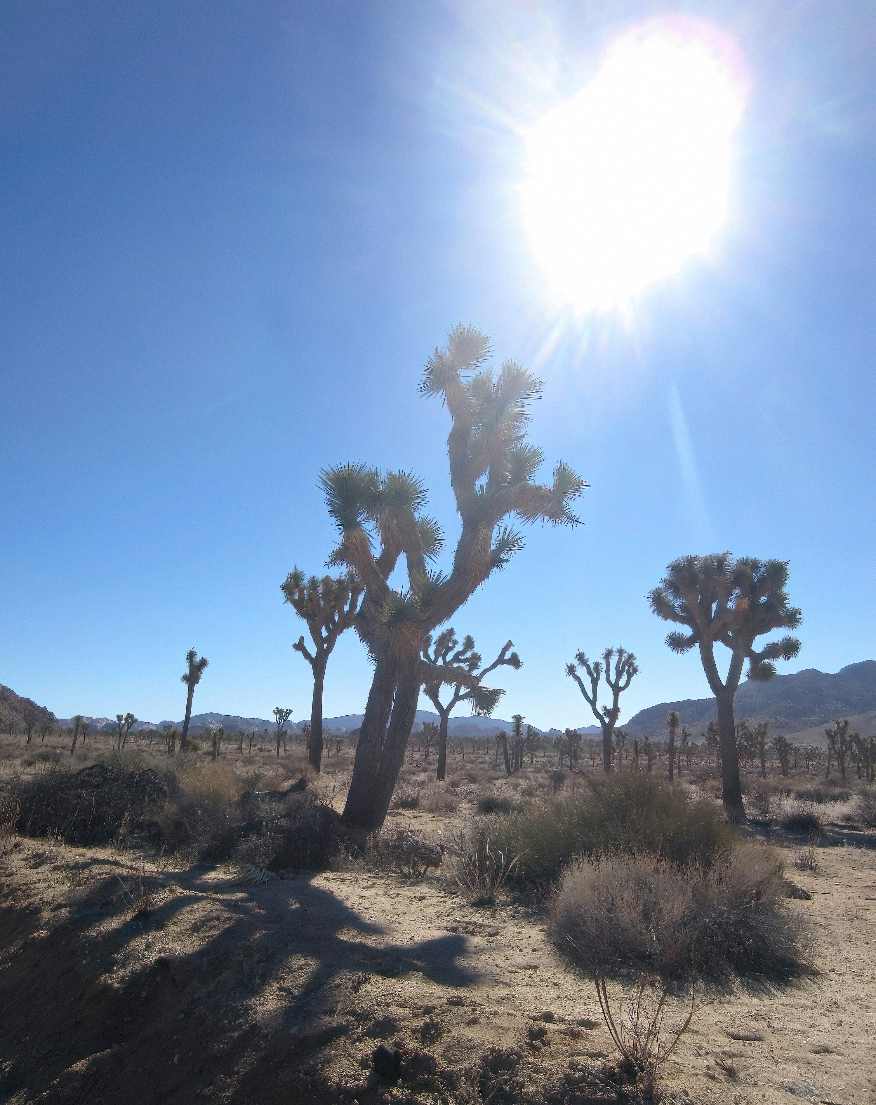 Recent Heat Records and Background (image credits: wikimedia)