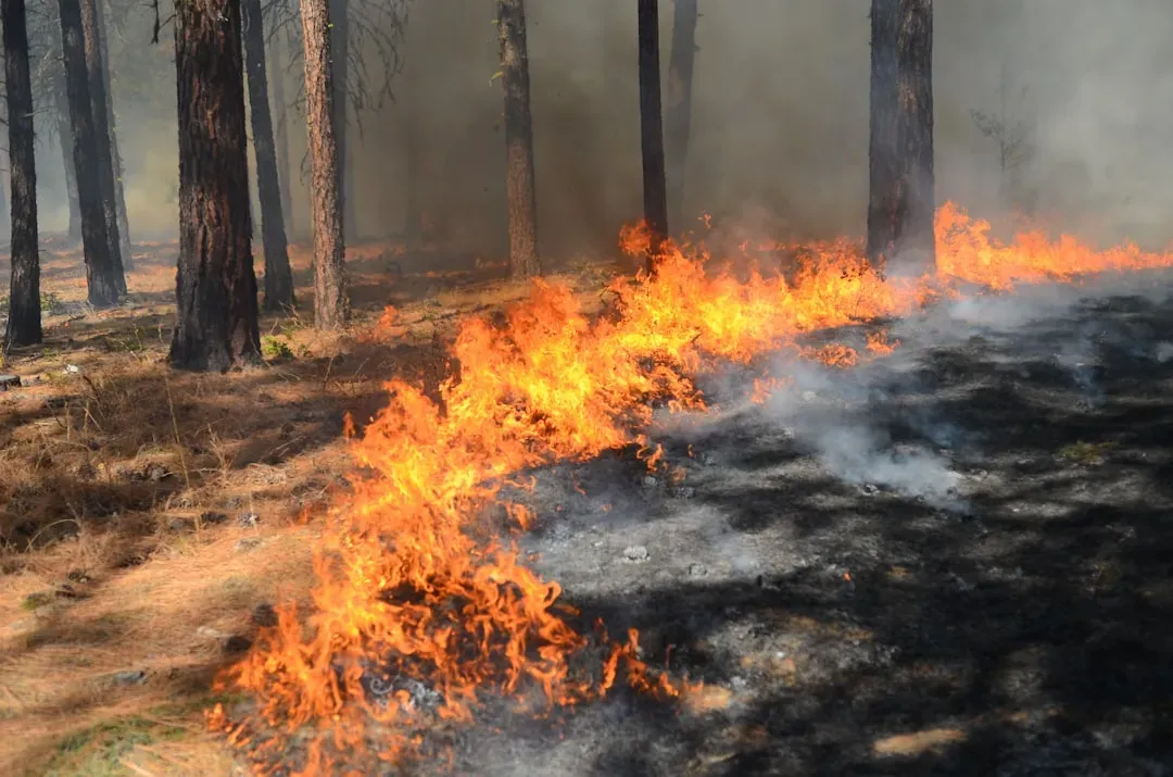 New Mexico's burn scar danger zone (Image Credits: Unsplash)