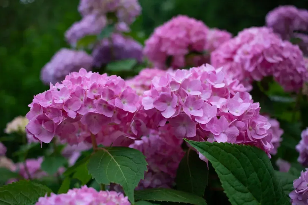 3. Bigleaf hydrangeas (Image Credits: Unsplash)